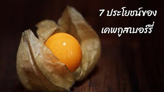 ประโยชน์ของเคพกูสเบอร์รี่  ประโยชน์ของโทงเทงฝรั่ง  ประโยชน์ของ cape gooseberry  สุขกับการกิน [upl. by Desberg]