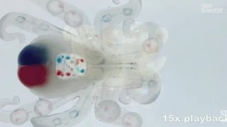 Octobot the first entirely autonomous soft robot [upl. by Searcy232]