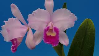 Cattleya trianae La Major orchid [upl. by Berthoud]