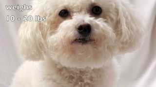 Dogs 101 Bichon Frise [upl. by Lipski580]