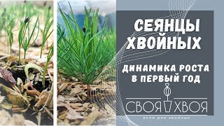 Обзор хвойных сеянцев в 4 месяца после посева сосны ели пихты лиственницы в грядке [upl. by Shwalb246]