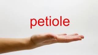 How to Pronounce petiole  American English [upl. by Adnat]