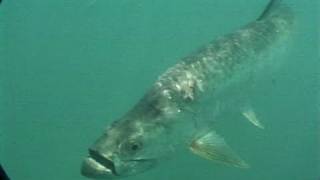 Everglades Inshore Grouper Fishing Bridge Tarpon Fishing Florida Keys [upl. by Llehcar]