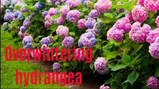 How to over winter hydrangeas  Results [upl. by Nigrom]