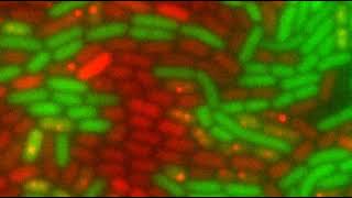 Visualisation en temps réel du phénomène de conjugaison bactérienne [upl. by Averill241]