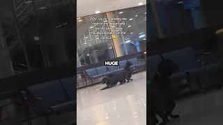 K9s playing on the airport 😂 shorts [upl. by Hwu]