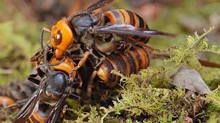 Two Giant Killer Hornet Colonies Fight to the Death [upl. by Ridley]