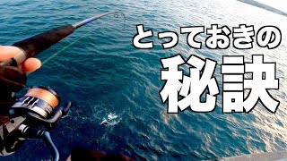 【完全保存版】どこでも大サゴシが釣れる方法！ [upl. by Htieh]