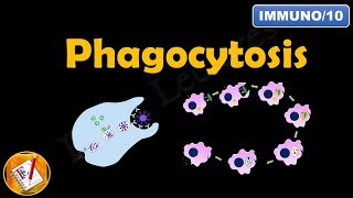 Phagocytosis FLImmuno10 [upl. by Wolsniw]