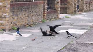 Sparrowhawk attacks jackdaw then gets mobbed [upl. by Ttoille]