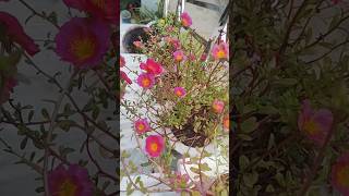 How to grow and care portulaca or moss rosemosrosegardeningportulakagardenshortsytshortsviral [upl. by Eirrehs]