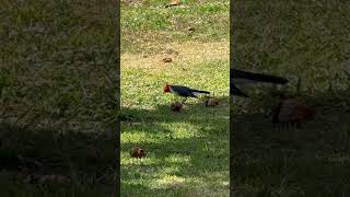 Redcrested Cardinal lunch break 11262024 🐦💯🤙🏾 asmr birdwatching cardinal [upl. by Anne-Marie]