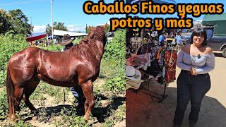 Caballos Finos cuarto de milla yeguas potros burros mulas y más viernes de plaza ganadera [upl. by Blaseio]