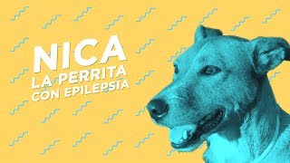 Epilepsia canina Tratamiento y ¿Efectos secundarios 😱 [upl. by Ainollopa]