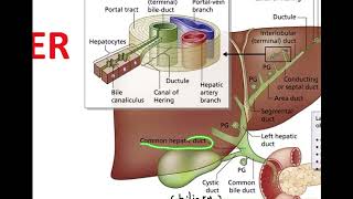 Biochemistry liver function Bilirubinurobilinogen and jaundice part 2 [upl. by Placida]