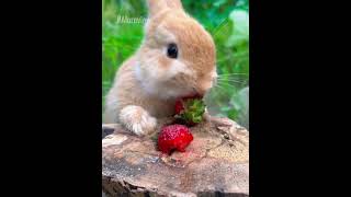 The best fruit eater in the universe must be this rabbit They eat nonstop [upl. by Soph]