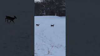 Herd of deer at Caumsett State Park February 2024 b3 [upl. by Farnham]