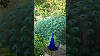 peafowl standing in a garden peafowl birds peacock shortsfeed trending viralvideo shorts [upl. by Leen965]