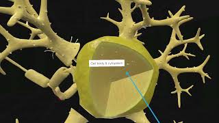 Discover Microscopic Anatomy with 3D Organon [upl. by Lednam]