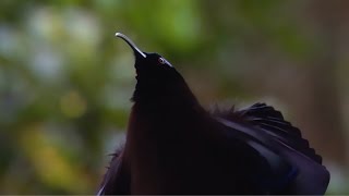 Black Sicklebill Bird of Paradise  Attenboroughs Paradise Birds  BBC Two [upl. by Chickie]