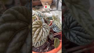 Repotting Peperomia CaperataEmerald Ripple🌱🌱peperomiarepottingshortsyoutubeshorts [upl. by Devine]