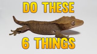 6 Things I Would Do Starting Over Breeding Geckos [upl. by Marlene]