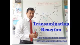 Transamination Reaction [upl. by Fatimah]