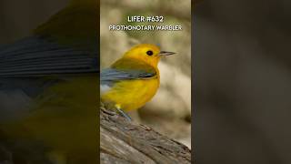 Chasing the Prothonotary Warbler birds wildlife birding rarebirds birdinghotspots [upl. by Trina]