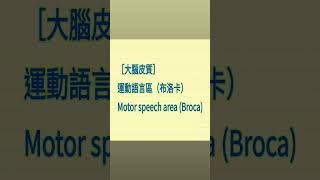 shorts 大腦皮質 運動語言區布洛卡 Motor speech area Broca [upl. by Chapell]