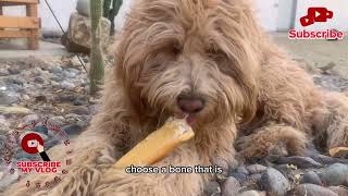 GoldenDoodle Chewing his Rawhide Bone fypシ゚viral animals doglover cutefypdogs [upl. by Pittman]