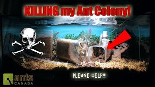 Something Is Killing My Ant Colony  Please help [upl. by Llerrut]