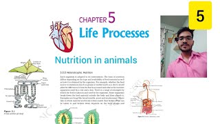 nutrition in animals class 10 ✌✍️😍thezenithsudhirlife process [upl. by Yacano]