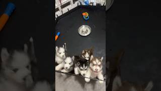 Look at how quiet they get once feed🥺💕 cute huskyshorts doglover puppyvideos puppydog [upl. by Assilat]