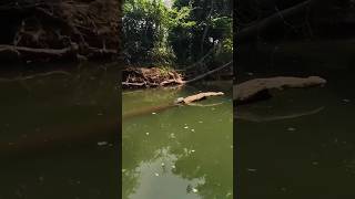 Turtles on the Flint River 🐢 North Alabama  July 2023 [upl. by Glimp]