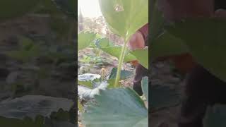 how to growing strawberry gardening strawberry smart agro amp garden farm [upl. by Brezin]