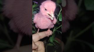 Wow nice cutie chicken chick chick sound on finger birdswildlife [upl. by Syd266]