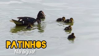 PATINHOS 🦆🦢 NA ÁGUA OLHA QUE LINDO Cicerotubevlog [upl. by Attelrak]