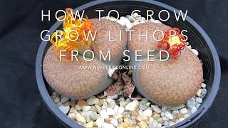 How to Grow Lithops from Seed  How and When to Plant Lithops seedsincludes other Mesembs [upl. by Konstantin937]