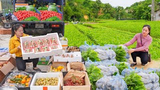 Use Trucks To Buy Tree Seeds and Fruits To Bring To The Countryside Market Sell Daily Farm [upl. by Humble]