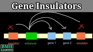 Gene Insulators  Enhancer Blocking Insulators  Transcription Regulation By Enhancers [upl. by Inilam]