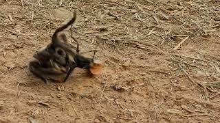 Tarantula hawk wasp vs 5 inch brown tarantula Unbeleivable battle Talihina Oklahoma Ouachitas [upl. by Vevine]