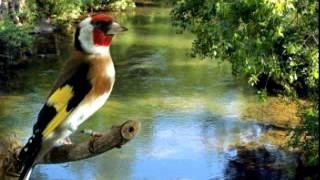 European Goldfinch song تغريد مقنين خلوي canto del Jilguero [upl. by Negah246]