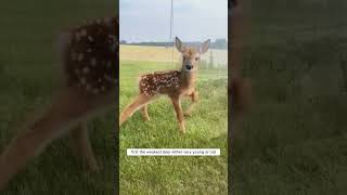 Why Do Deer Form Protective Circles Natures Defense Mechanism shorts [upl. by Allimrac]