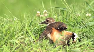 Killdeer Broken Wing Display [upl. by Shevlo]