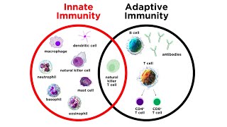 Introduction to Innate Immunity [upl. by Aisnetroh]