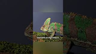 How chameleons change colour [upl. by Iznil]