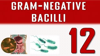 Gram negative bacilli [upl. by Kelula]