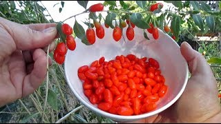 Picking Fresh Goji Berry For Eating amp Harvesting Seed [upl. by Diandra]