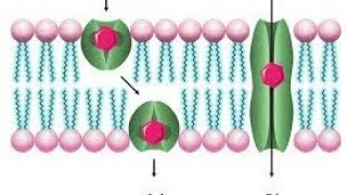 IonophoresType Of Iontophores Application Of Ionophores Important Of MScExam [upl. by Atterrol540]