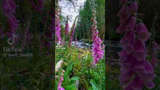 flowers 🌿🍃🌷Digitalis purpurea naturalezaporelmundo relaxingmusic [upl. by Nailimixam698]